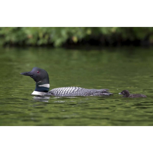 Canada, Quebec, Eastman Common loon with chick